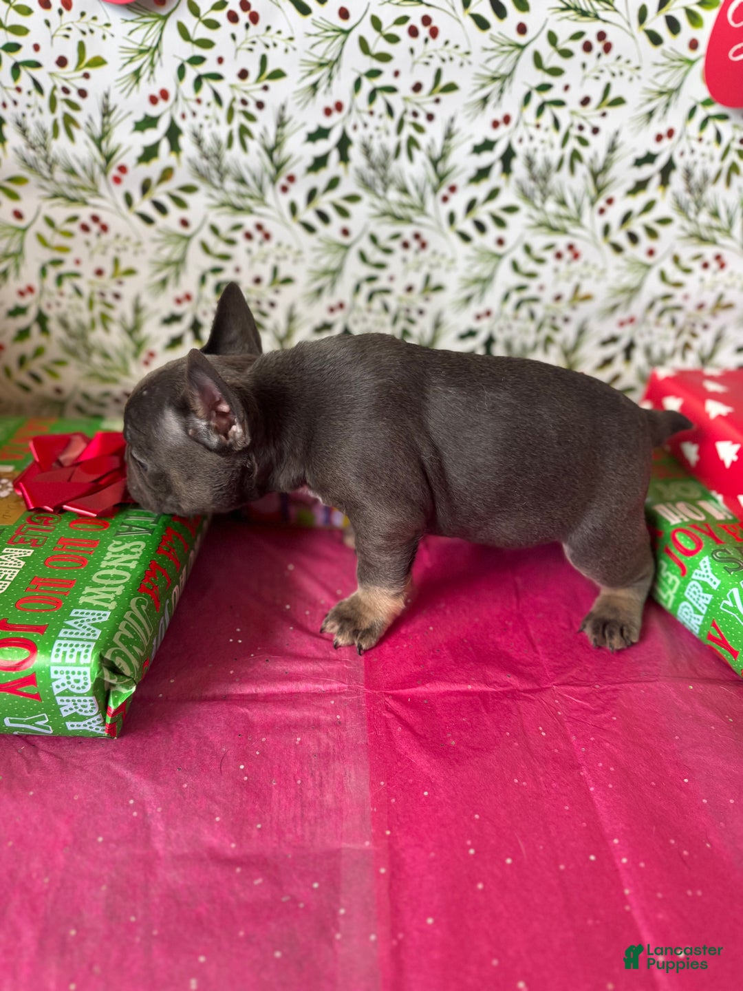 French Bulldog dogs for sale: ROSIE - Ad 8