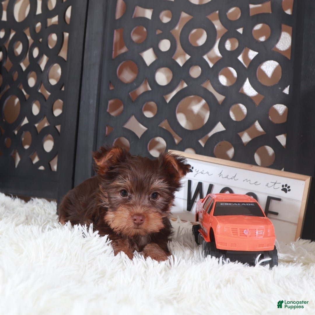 Yorkshire Terrier dogs for sale: Yorkshire Terrier Choco - Ad 2