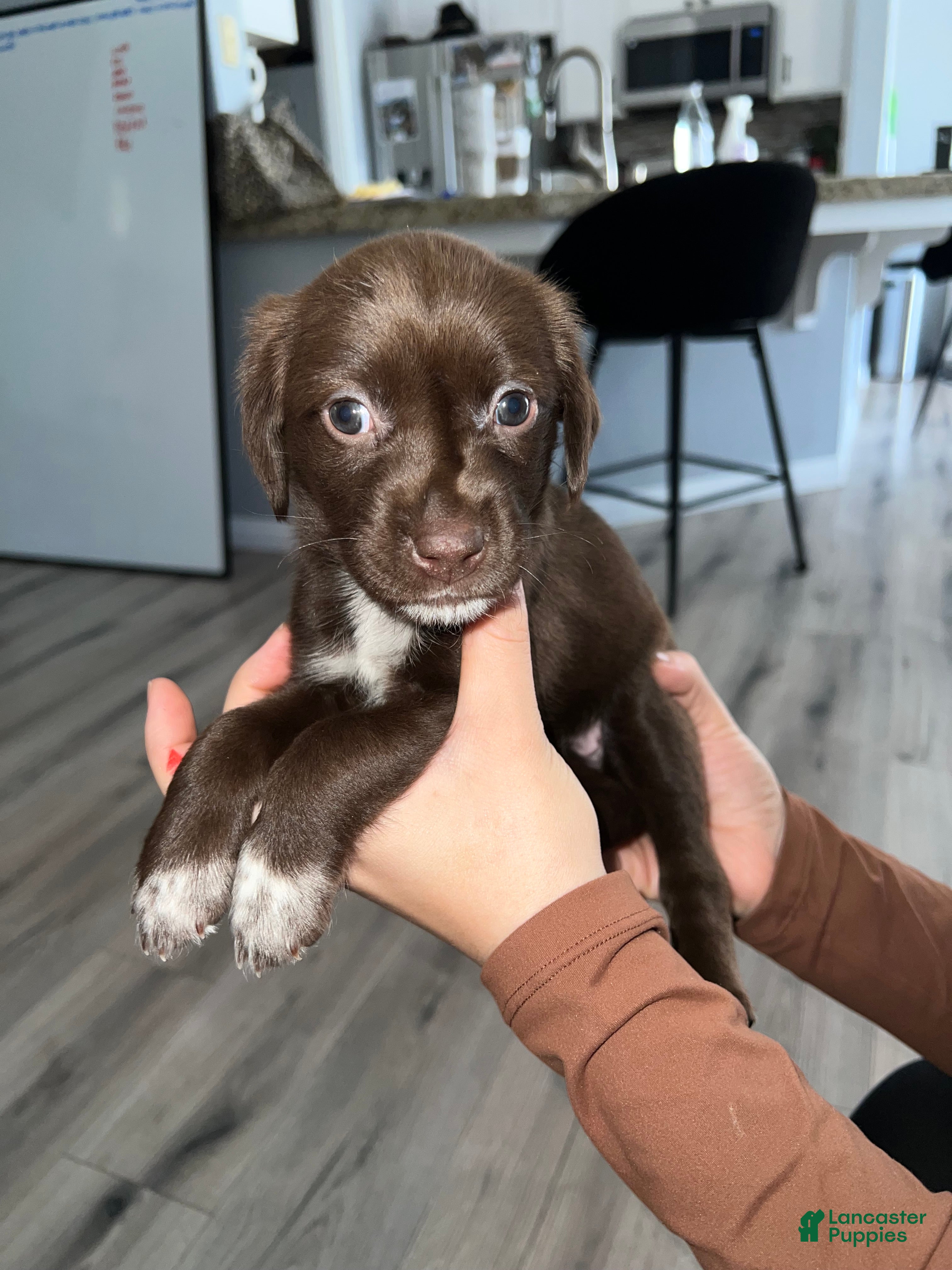 German Shorthaired Pointer dogs German Shorthaired Pointer Puppy 8 - Ad 5