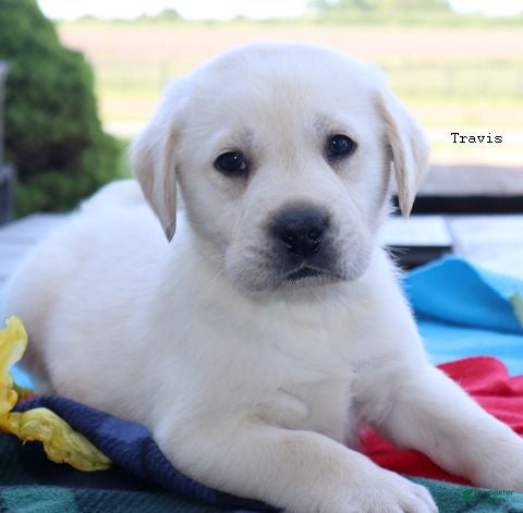 Labrador Retriever dogs Travis -  Champ line - Ad 2