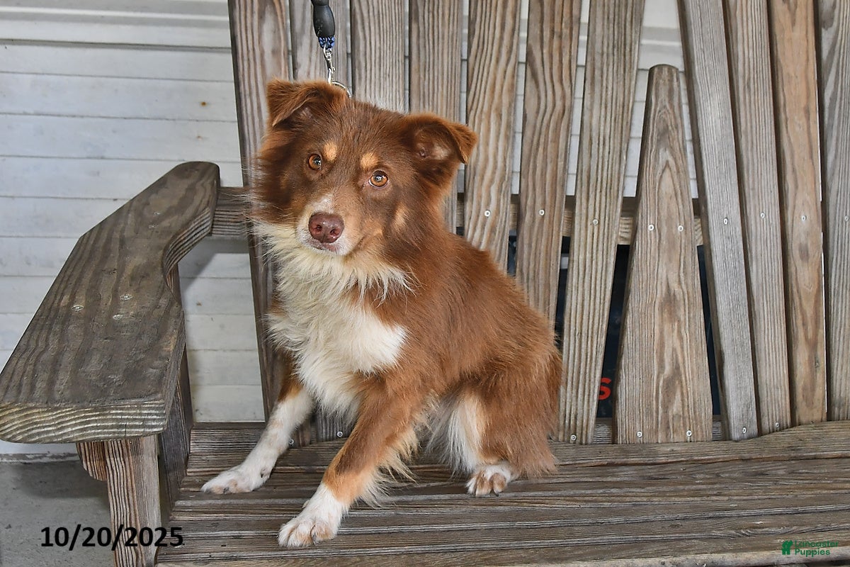 Australian Shepherd dogs Skippy - Ad 16
