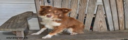 Australian Shepherd dogs for sale: Skippy - Ad 1