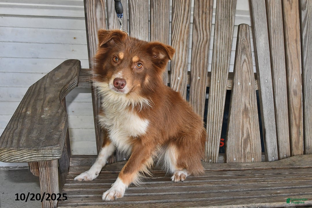 Australian Shepherd dogs for sale: Skippy - Ad 1