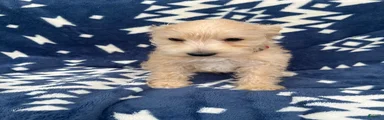 AKC Leo