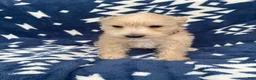 Miniature Schnauzer dogs for sale: AKC Leo - Ad 1