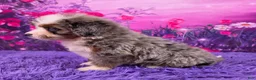 Mini Bernedoodle dogs for sale: Karma - Ad 3