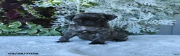 Pug dogs for sale: Galaxy - Ad 3