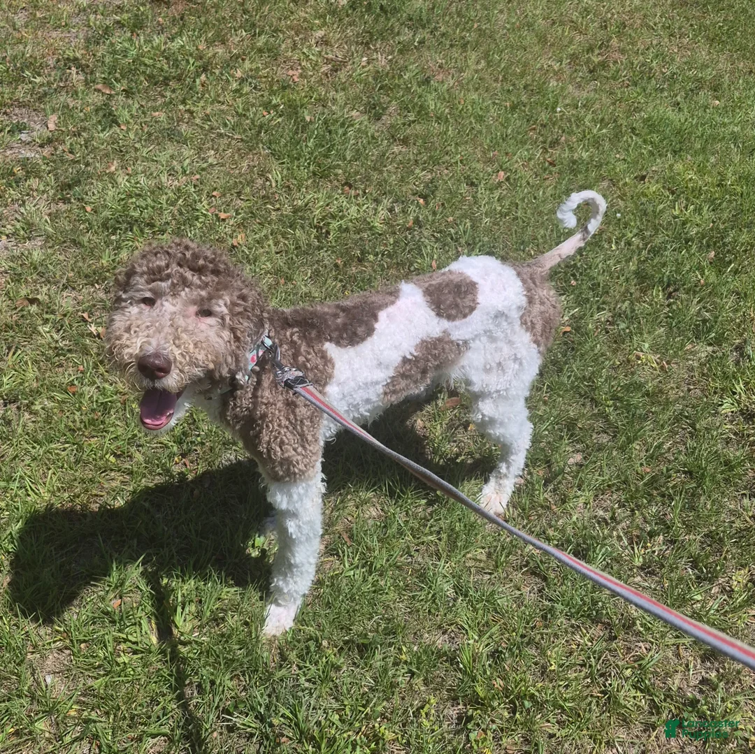 Labradoodle dogs for sale: Holly-CRATE & POTTY trained - Ad 2