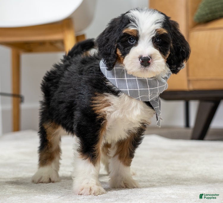 Mini Bernedoodle dogs Shadow - Ad 2