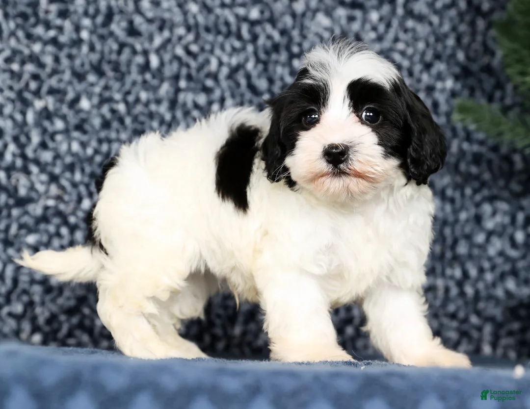 Havapoo dogs for sale: Lincoln - Ad 1