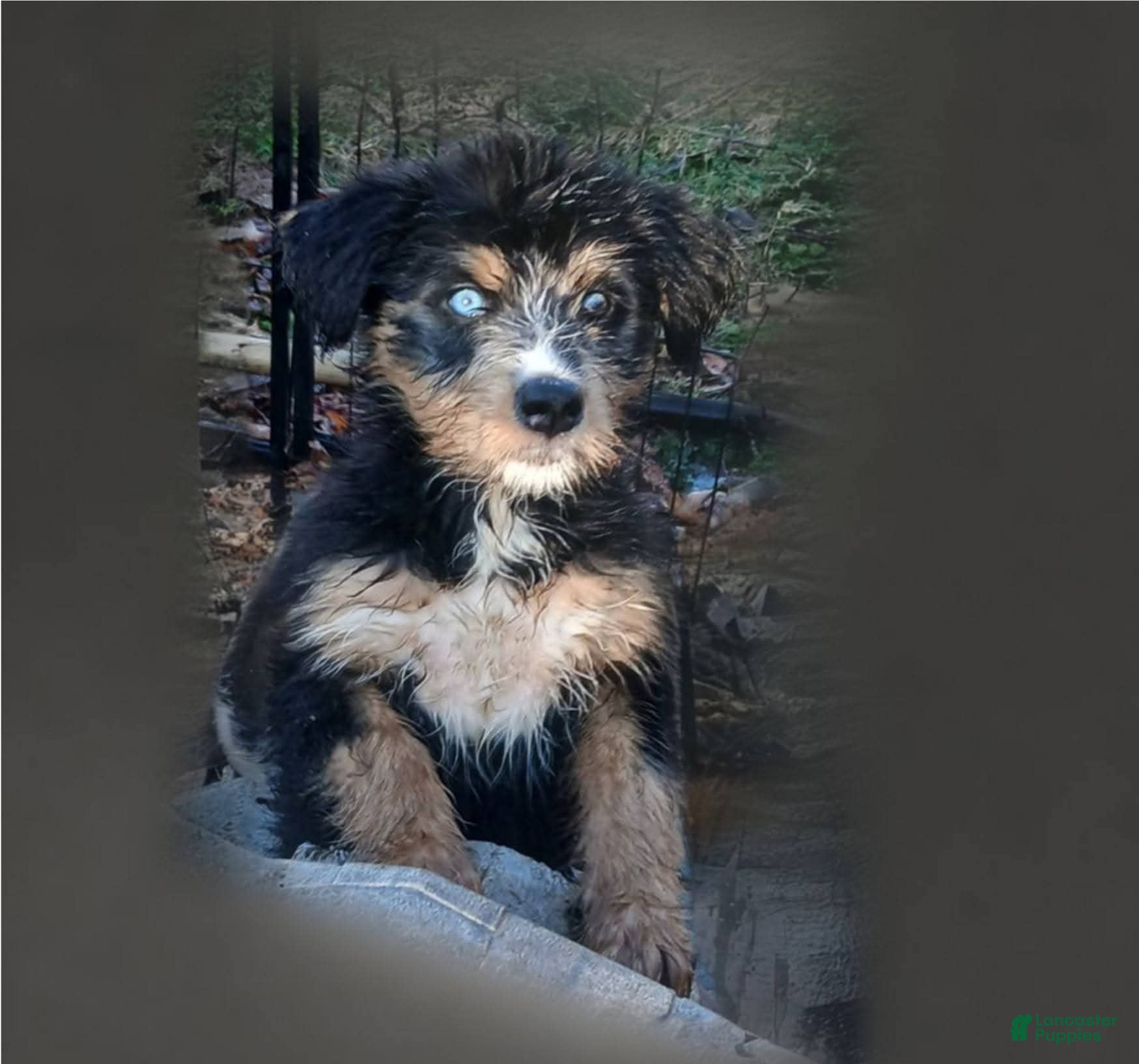 Bernedoodle dogs Doll baby  - Ad 16