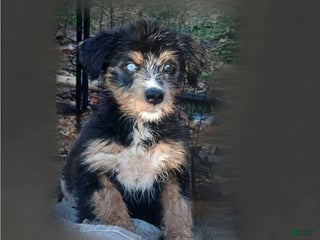 Bernedoodle dogs Doll baby - Ad 16