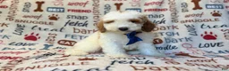Miniature Poodle dogs for sale: Tofu - Ad 2