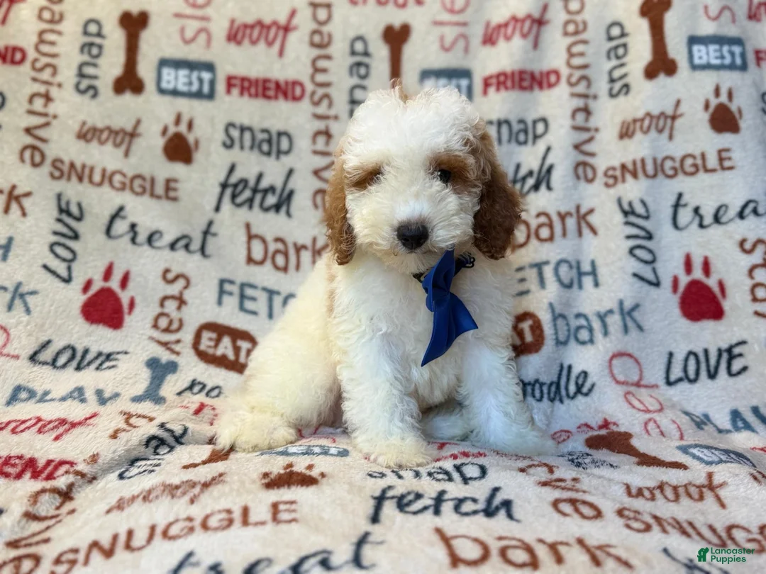 Miniature Poodle dogs for sale: Tofu - Ad 2