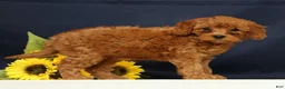 Cavapoo dogs for sale: Calla - Ad 4