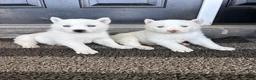 Siberian Husky dogs for sale: Sutton - Ad 4