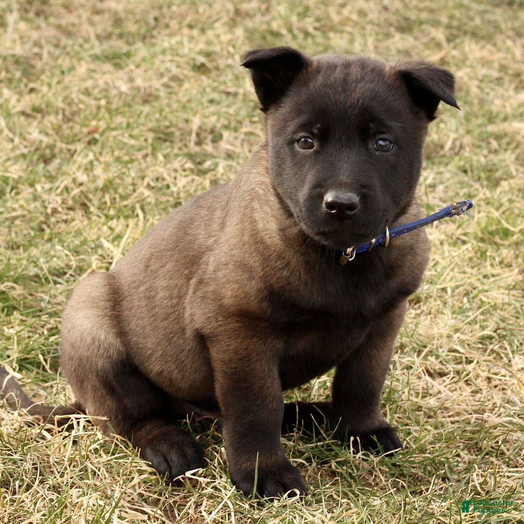 Belgian Malinois dogs for sale: Alex  - Ad 5