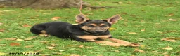 German Shepherd dogs for sale: Nutmeg - Ad 5