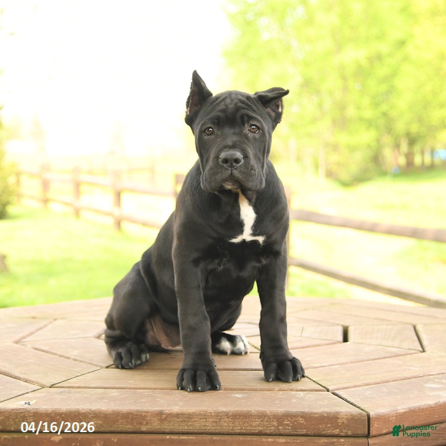 Cane Corso dogs Yeager - Ad 1