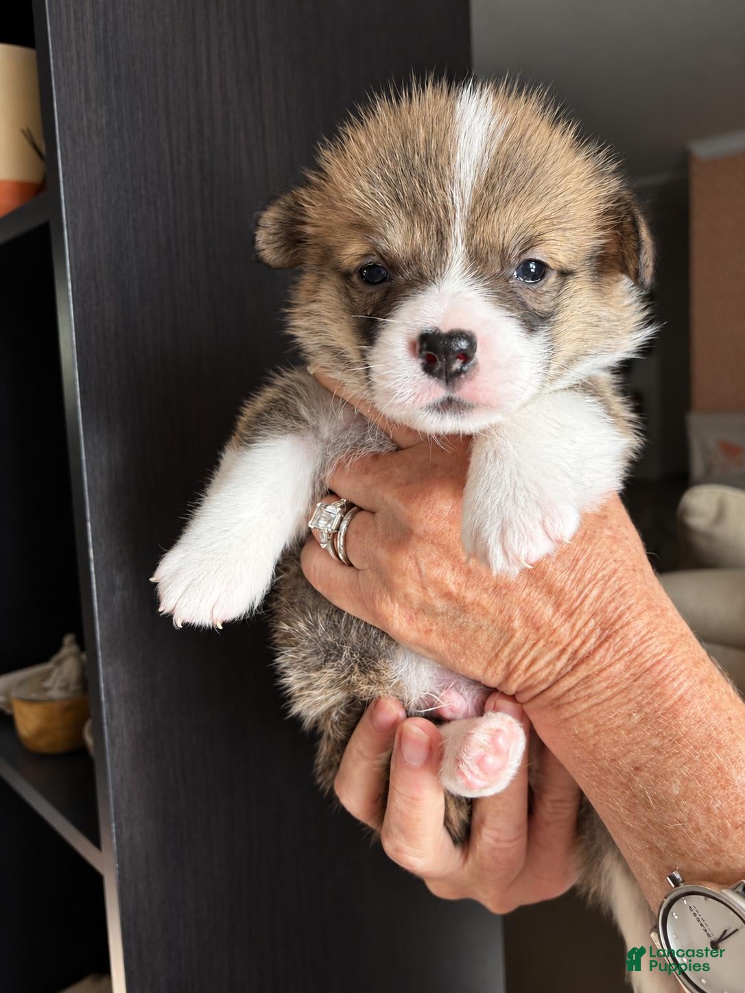 Fitz (Pembroke Corgi, Male) in Delray Beach, FL