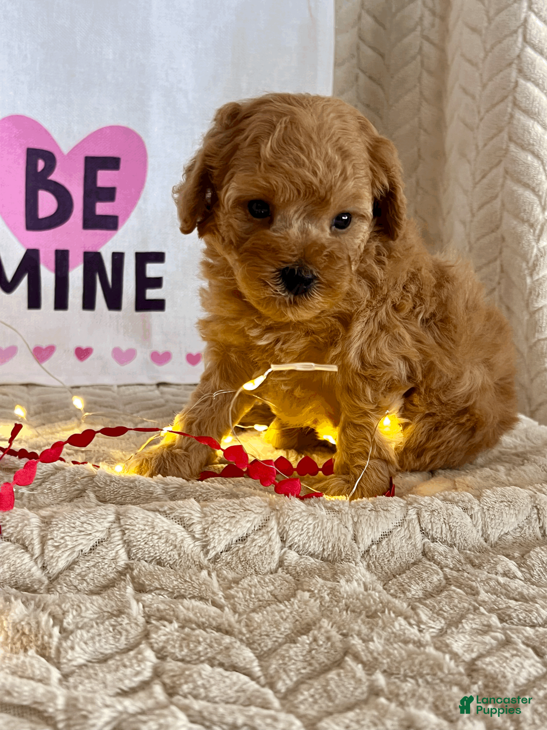 Miniature Poodle dogs for sale: Clark - Ad 3