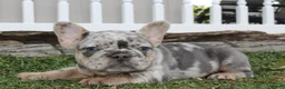 French Bulldog dogs for sale: AKC Zoe - Ad 22