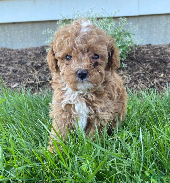 Toy Poodle dogs Freddy- small - Ad 1