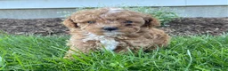 Toy Poodle dogs for sale: Freddy- small - Ad 1