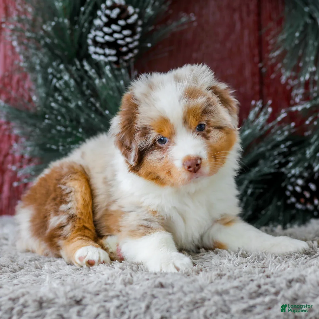Miniature Australian Shepherd dogs for sale: Alex - Ad 4