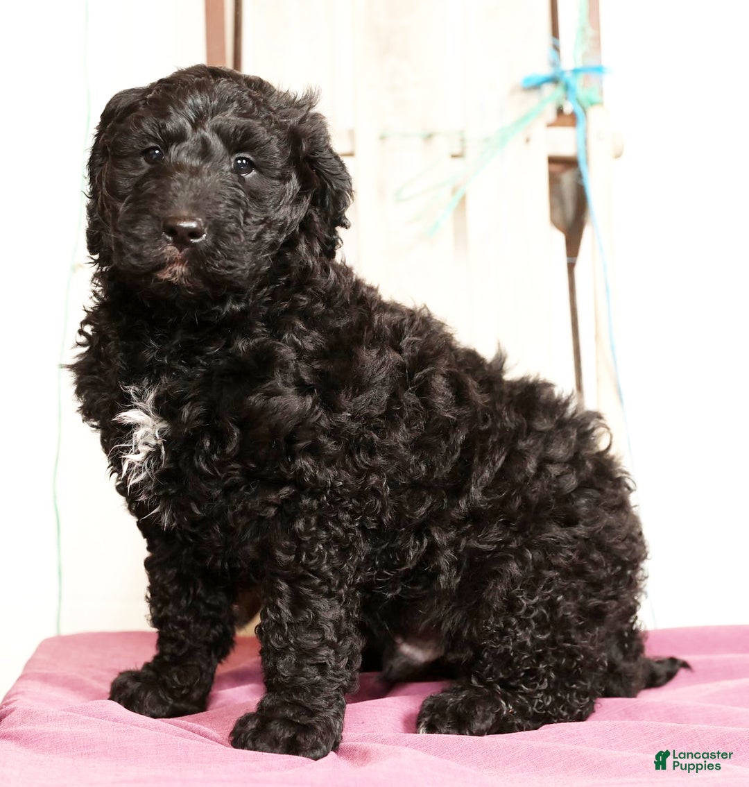 Goldendoodle dogs for sale: Zach - Ad 6