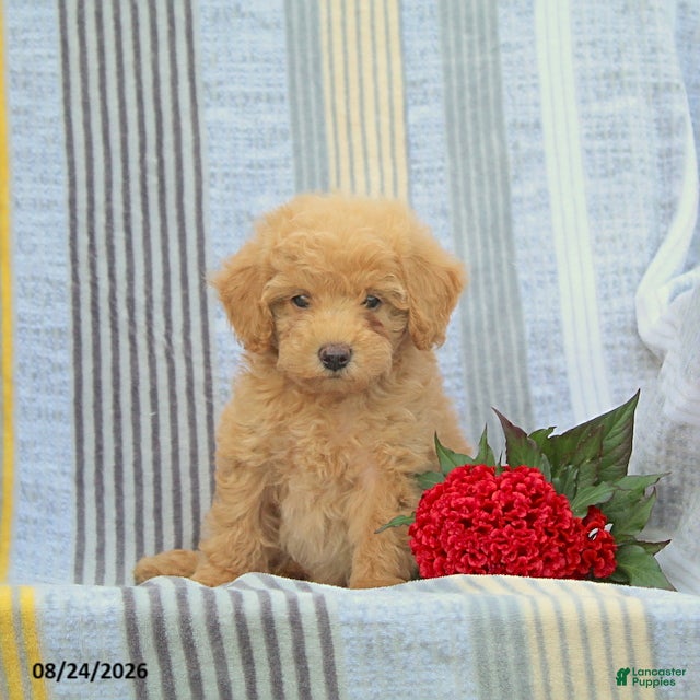 Miniature Poodle dogs for sale: Scamper - Ad 3