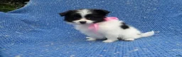 Pomeranian dogs for sale: Sherry  - Ad 1