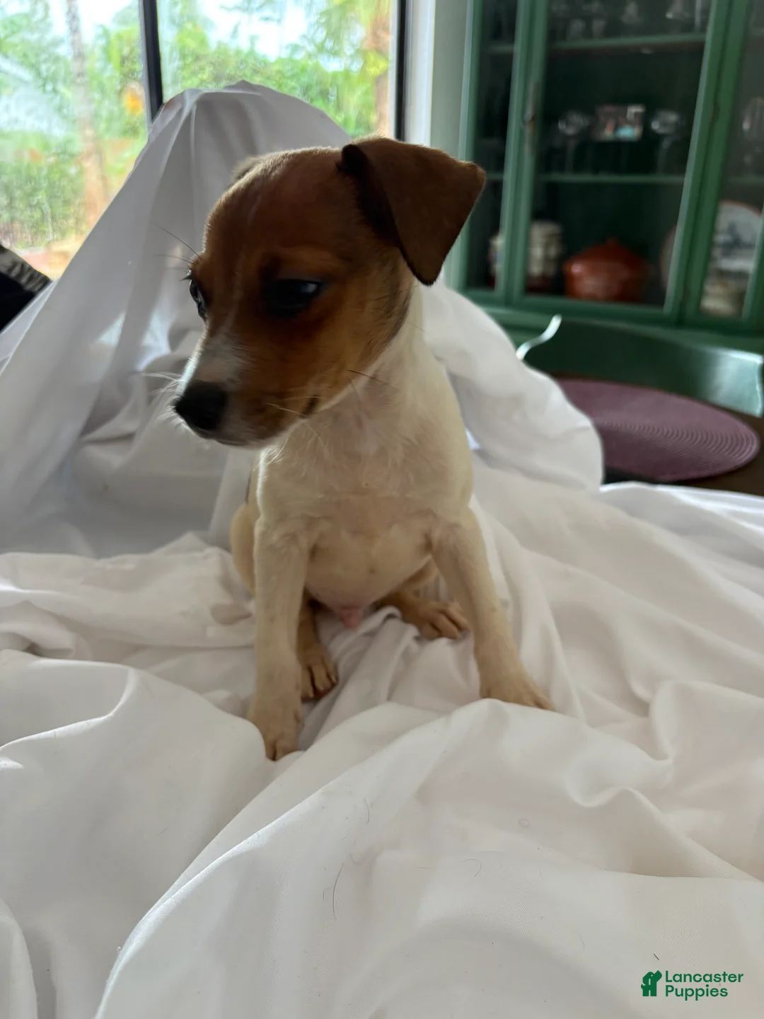 Rat Terrier dogs for sale: Rat Terrier 9 - Ad 2