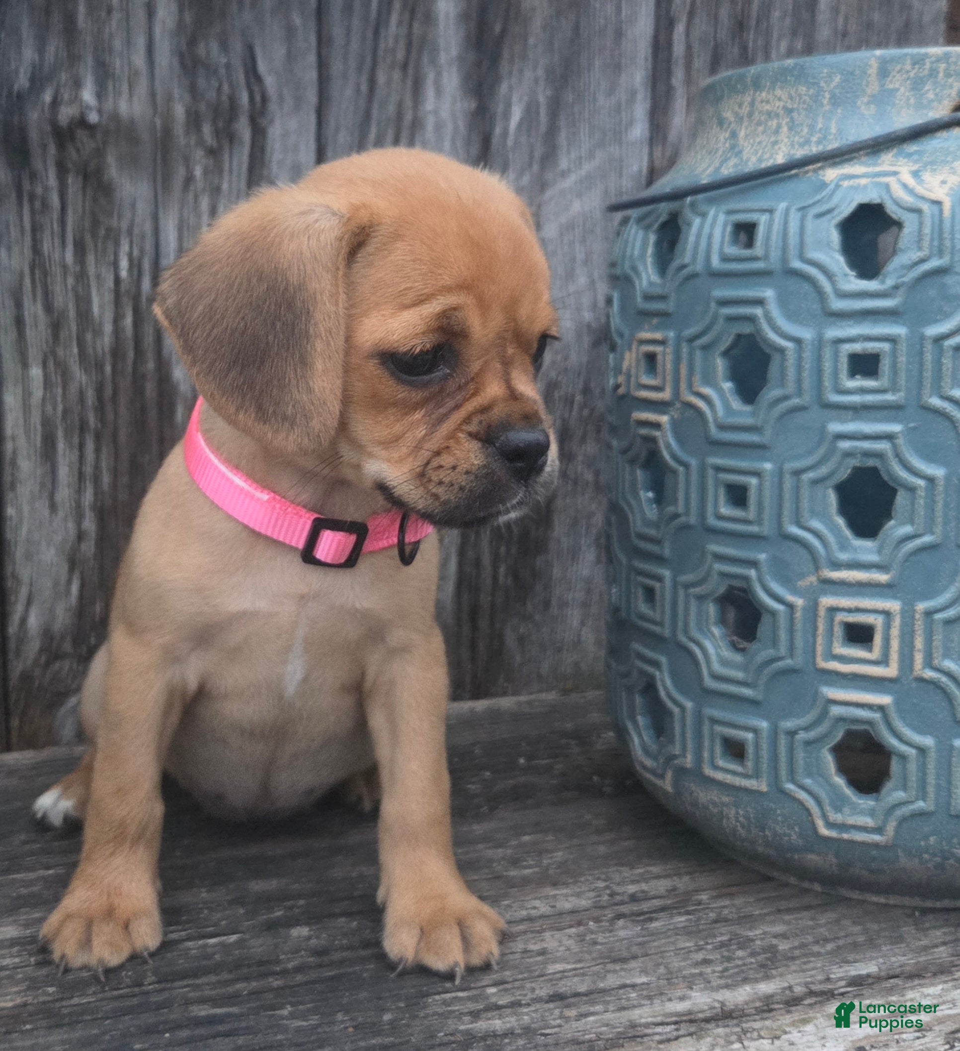 Puggle dogs Stella - Ad 2