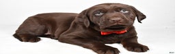 Labrador Retriever dogs for sale: Nugget - Ad 2