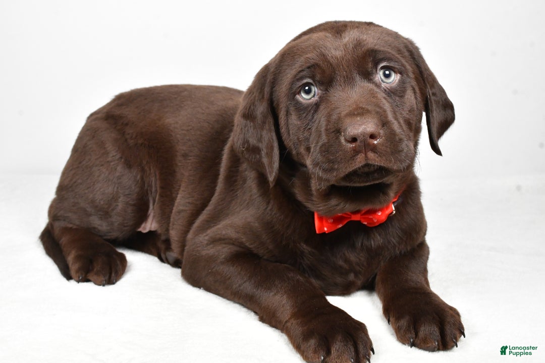 Labrador Retriever dogs for sale: Nugget - Ad 2