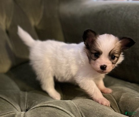 Papillon dogs Luke - Ad 2