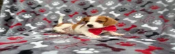 Mixed Breed dogs for sale: Dallas - Ad 6