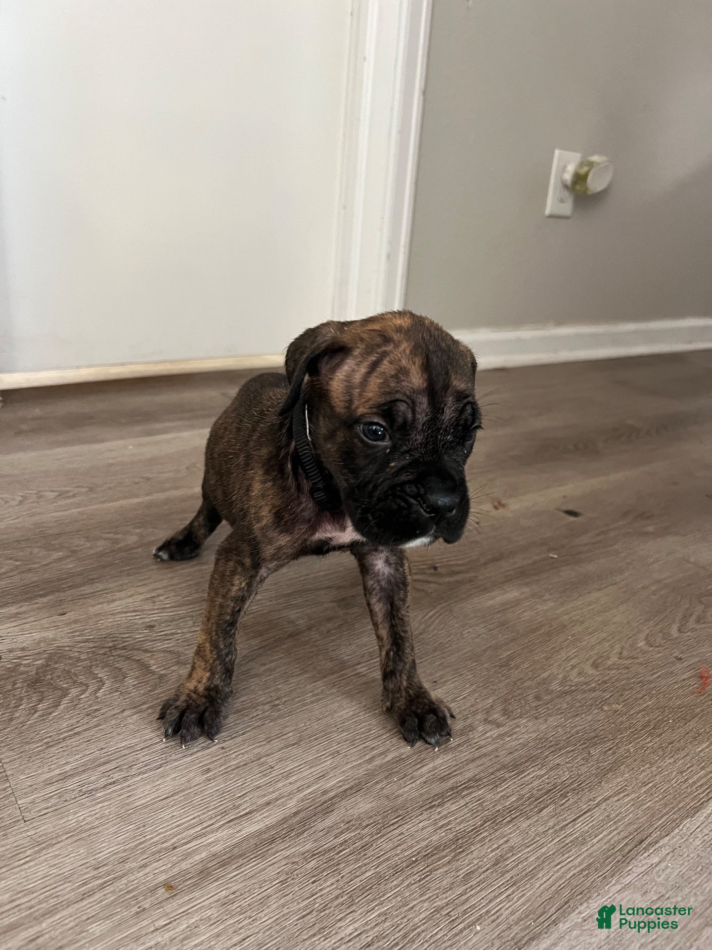 Cane Corso dogs Cane Corso 5 - Ad 2