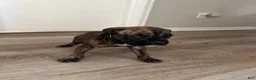 Cane Corso dogs for sale: Cane Corso 5 - Ad 2