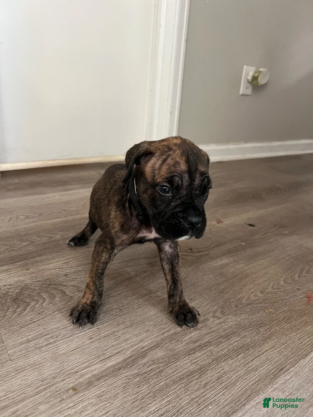 Cane Corso dogs for sale: Cane Corso 5 - Ad 2