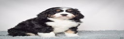 Bernedoodle dogs for sale: Ms. Sapphire - Ad 7