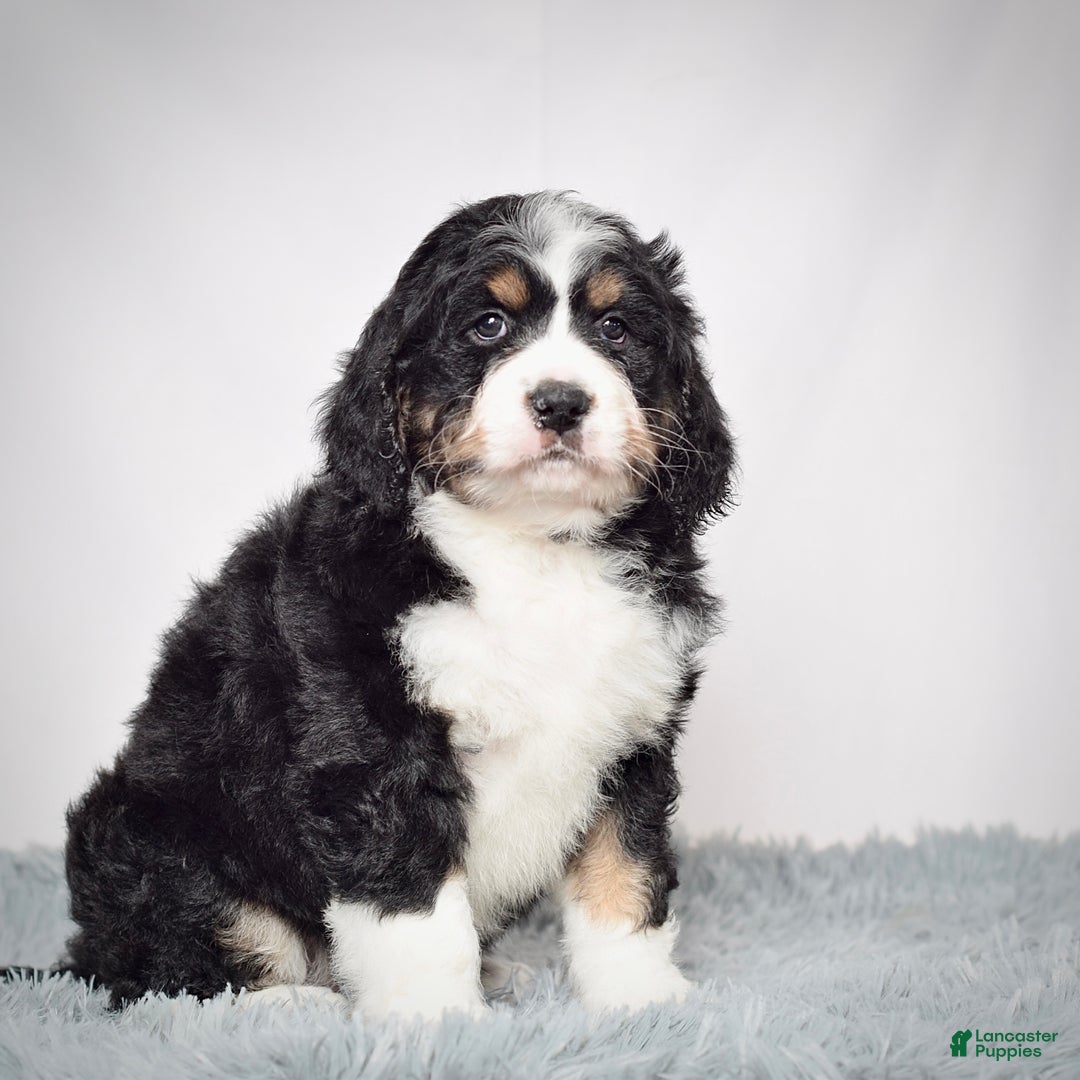 Bernedoodle dogs for sale: Ms. Sapphire - Ad 7