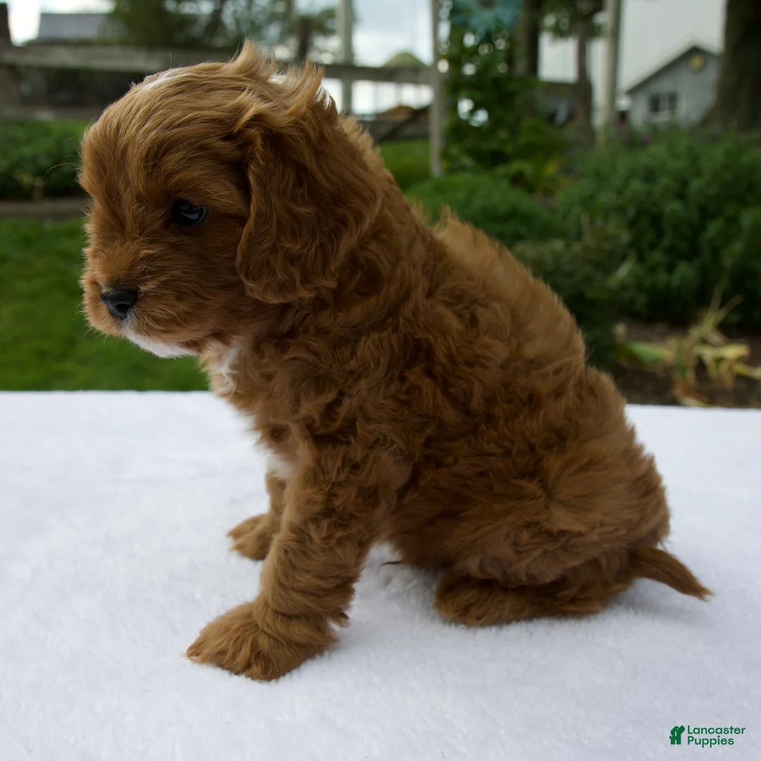 Cavapoo dogs for sale: Rusty - Ad 2