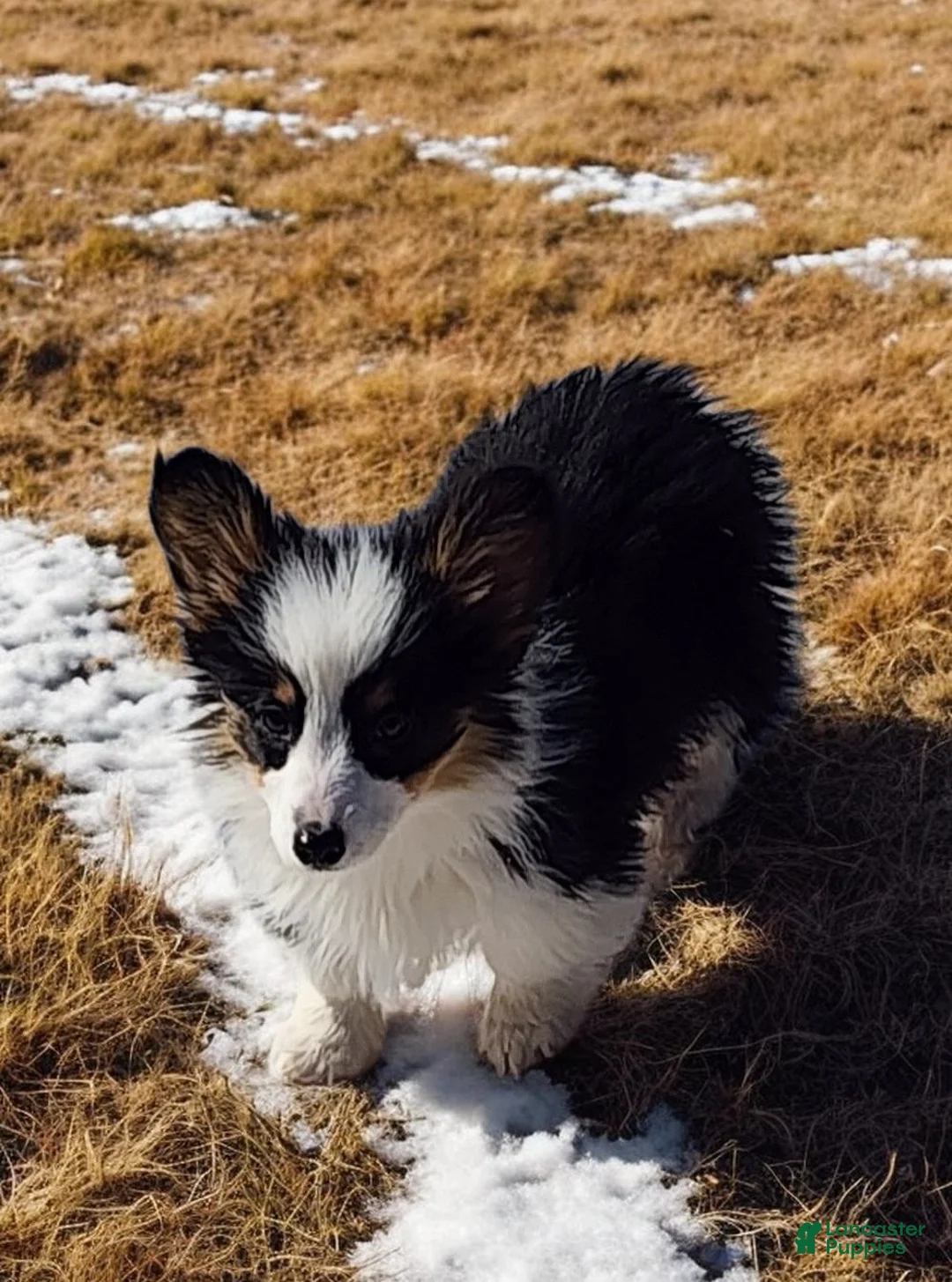Welsh Corgi Pembroke dogs for sale: Bambi fluffy tri - Ad 10