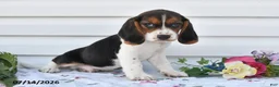 Beagle dogs for sale: Stormy - Ad 3