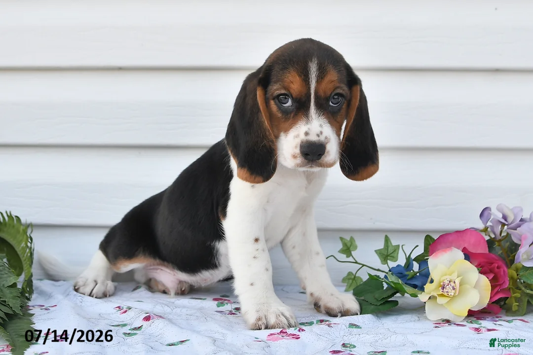 Beagle dogs for sale: Stormy - Ad 3