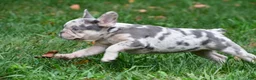 French Bulldog dogs for sale: Roxy - Ad 6