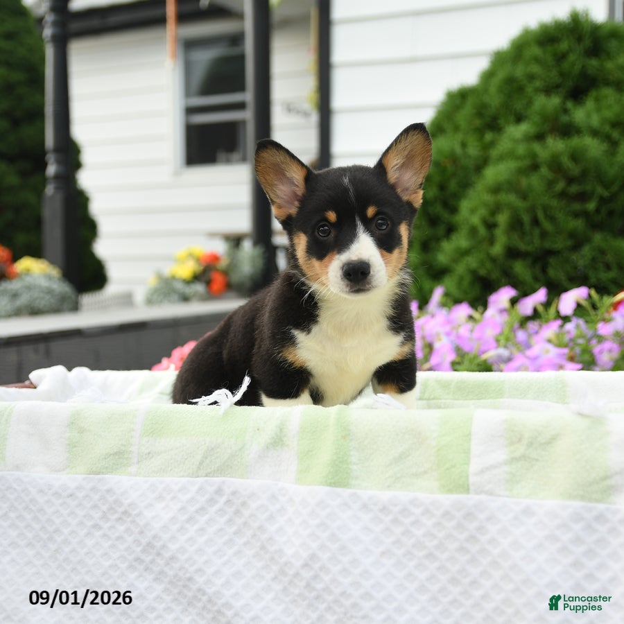 Welsh Corgi Pembroke dogs Remy - Ad 1
