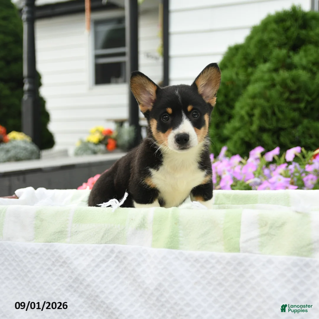 Welsh Corgi Pembroke dogs for sale: Remy - Ad 1